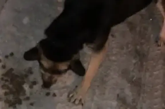 Найдена собака на Варшавском шоссе, нужна помощь в поиске хозяев!