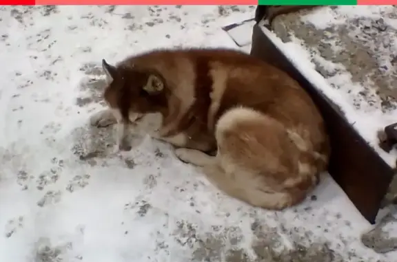 Собака на проспекте Ленина: Хаски, прихрамывает, ищем хозяев.