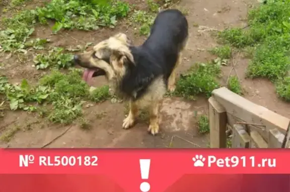 Пропала собака Рекс в Раменском СНТ «Родник»