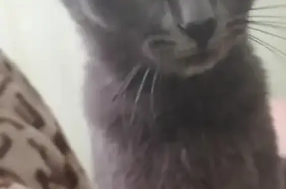 Кошки потеряшки, Ульяновск, фото: Потеряшка кошка Мурка на ул. Героев Свири, 18, Ульяновск