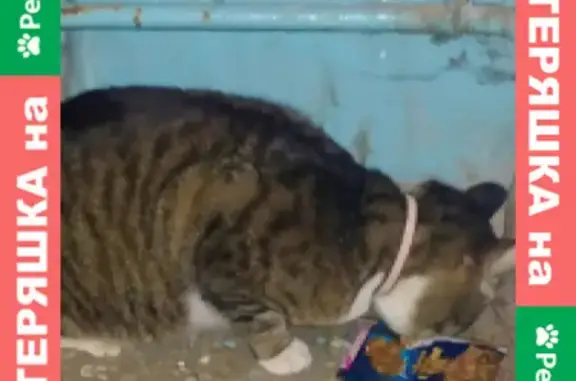 Найден кот на ул. Кривова, д41 а, ручной и ласковый