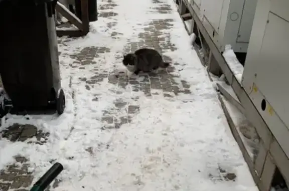 Найдена кошка на Петроверигском переулке, 4.