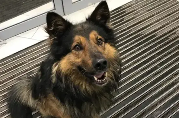 Найденные животные Нижний Новгород, фото: Найдена собака на ул. Мыза, Н.Новгород