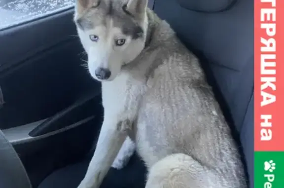 Найденные животные Ростов-на-Дону, фото: Найден хаски на Таганрогской улице