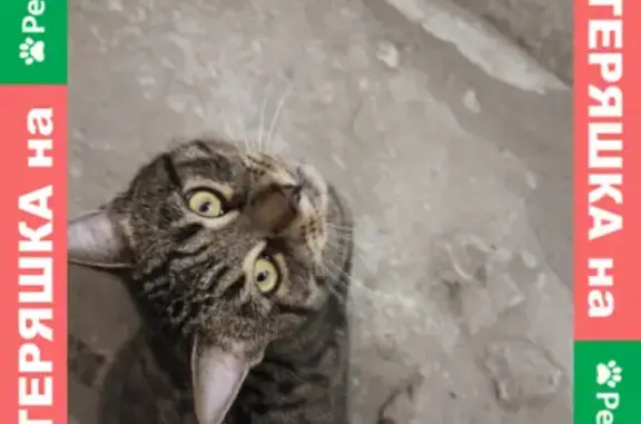 Кот найден на ул. Уфимцева, 3А в Саратове