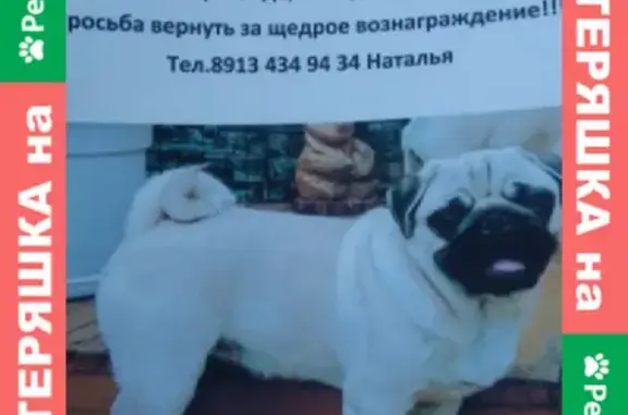 Пропала собака породы МОПС, улица Островная, Юрга.