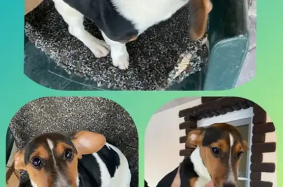 Найденные животные Новороссийск, фото: Найдена собака на 8-й щели без ошейника