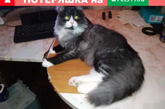 Пропала кошка Руська, 2.5 года, по адресу 4-я Нагорная улица, 23А, Саратов.