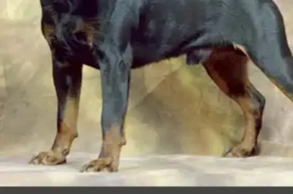 Объявления о пропавших и найденных животных, Нижний Новгород, фото: Пропала собака Грей на Пролетарской улице, Нижний Новгород