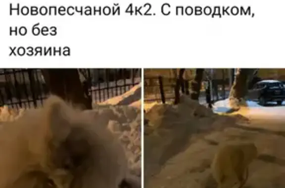 Найдена собака на Новопесчаной 4к2