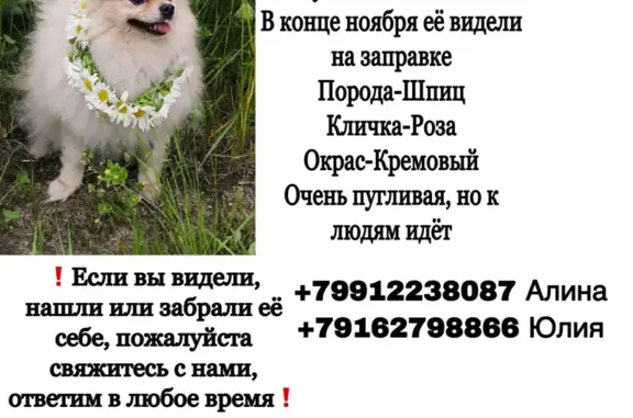 Пропала собака в Новохаритоново, вознаграждение 55