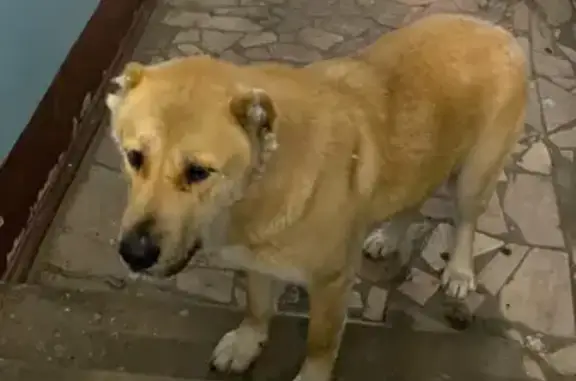 Собака найдена на улице Герасимова, 4 в Хабаровске.