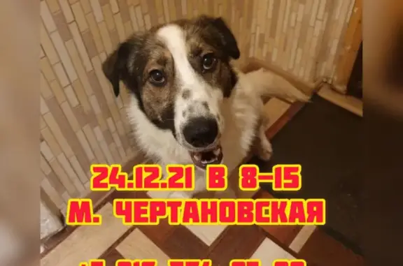 Найдена белая собака на Чертановской