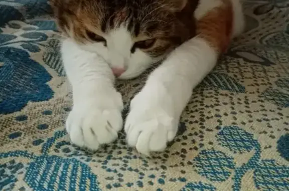 Кошки потеряшки, Ярославль, фото: Потеряшка толстая кошка с ул. Большие Полянки, Ярославль