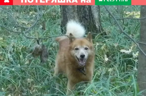 Пропала собака Арт в районе Кунцево, Москва