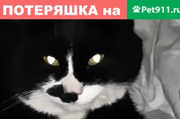 Найден черно-белый кот на Уктусе