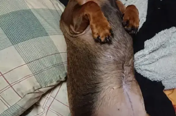 Собаки потеряшки, Санкт-Петербург, фото: Потеряшка собака на Богатырском проспекте, СПб