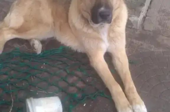Собаки потеряшки, Калининград, фото: Потеряшка собака на Старопрегольской, Калининград