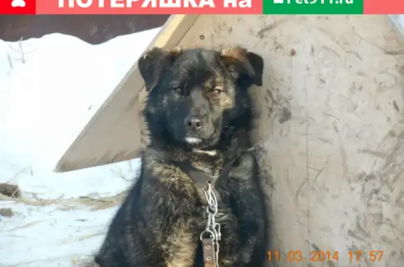 Пропала собака Шалун на улице Энтузиастов, Омск
