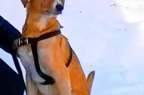 Пропала собака Лана на площади 50-летия Октября, Клинцы