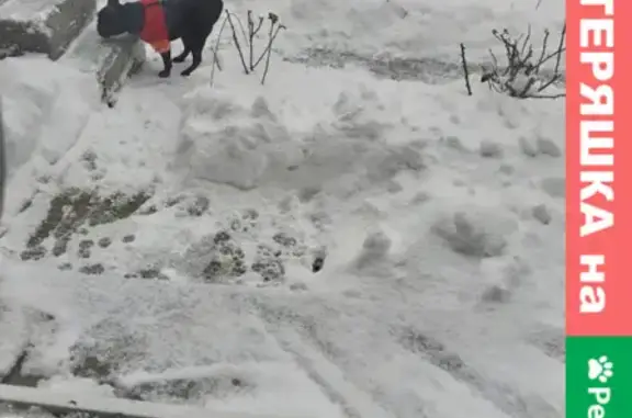 Пропала собака в Севастополе, помогите найти!