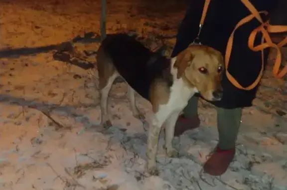 Найдена домашняя собака в Жилгородке, Волгоград