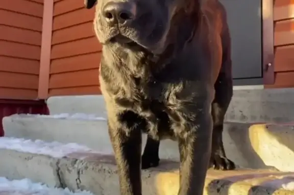 Собаки потеряшки, Ульяновск, фото: Потеряшка Лабрадор в Ульяновске, 2-й Омский переулок, 27А