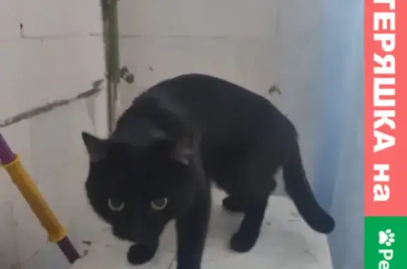 Найдена черная кошка на ул. Богдана Хмельницкого, 54 в Уфе