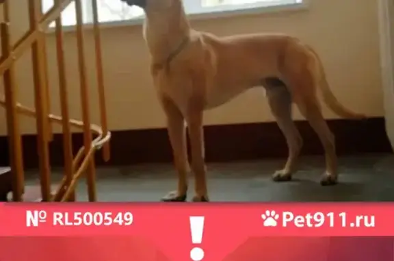 Собаки потеряшки, Москва, фото: Потеряшка собака, адрес - Лефортовский парк, Москва.