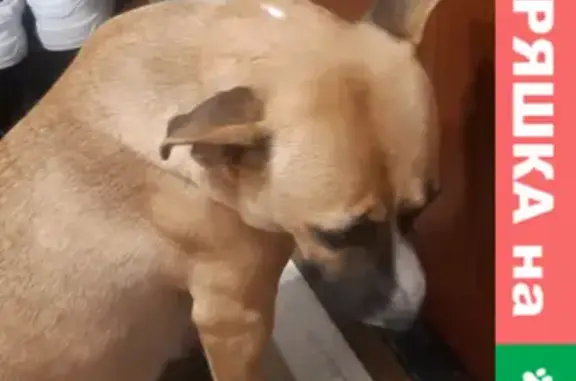 Найдена собака в Саратове, 5-й Крекингский проезд