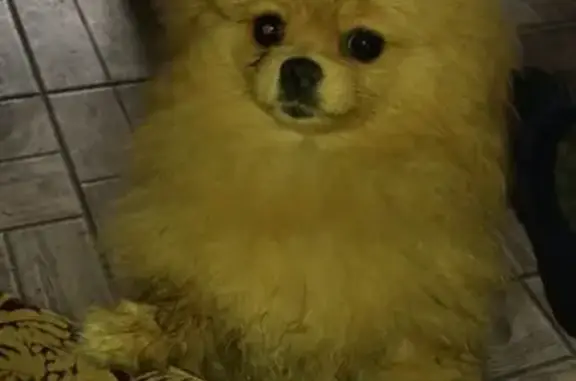 Собаки потеряшки, Томск, фото: Потеряшка собака в Тимирязево: помирагский шпиц на Малой Пионерской, 4