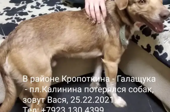 Пропала собака Вася, ул. Кропоткина 92, Новосибирск