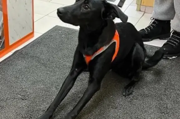 Найдена черная собака в Путилково 25.12.21