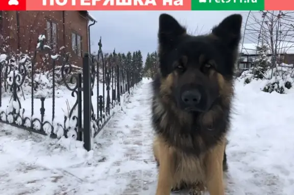 Пропала собака Грей в Деревне Асеньевское (29Н-050)
