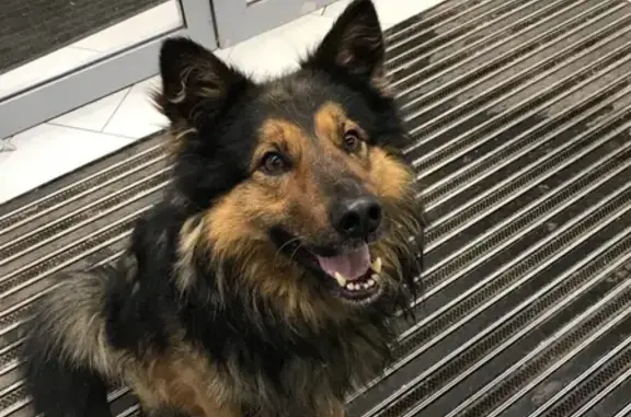 Найденные животные Нижний Новгород, фото: Собака ищет дом на пл. Маршала Жукова, Н. Новгород