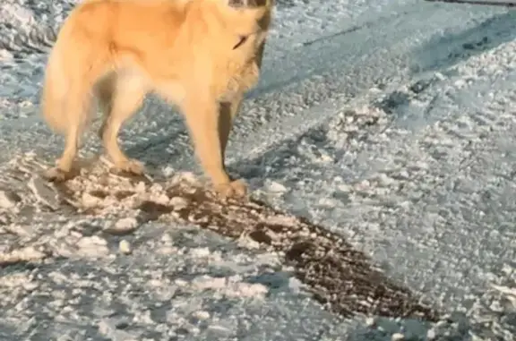 Пугливая собака найдена в СНТ Тайга-Пестово