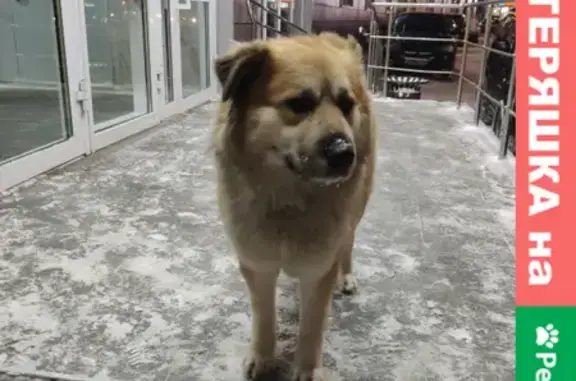 Найден беспородный пёс в Московском районе