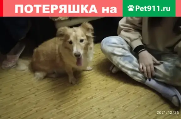Найдена золотистая собака возле Завода Тарасова, Ново-Садовая 198а