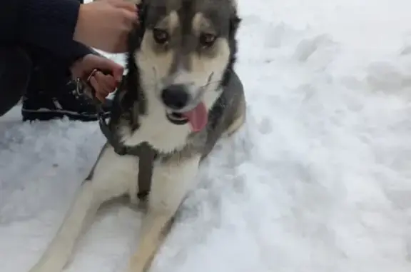 Найдена собака в Лианозово, на улице Угличская, 12 к2