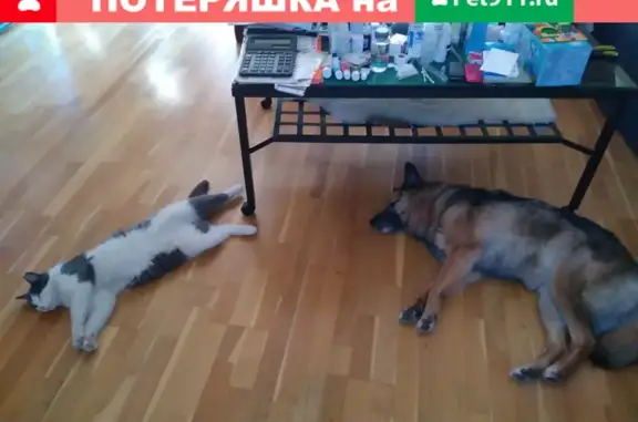 Собаки потеряшки, Москва, фото: Потеряшка собака Овчарка Бася в СНТ Соколово