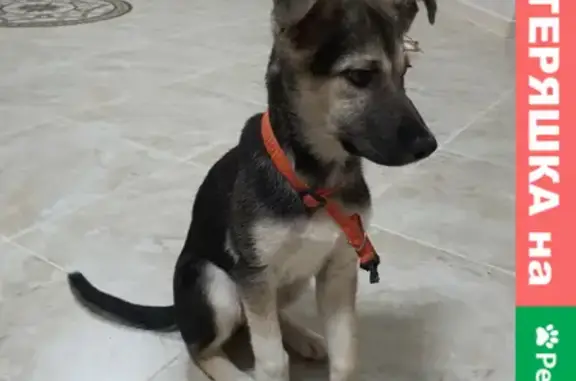 Найдена собака на Юбилейной 2А в Тюмени
