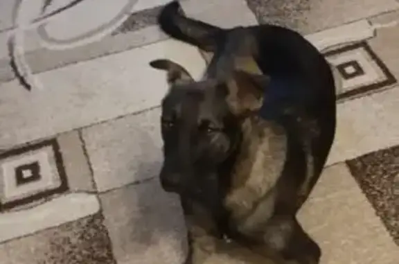 Найдена собака на Советской улице в Переславле-Залесском