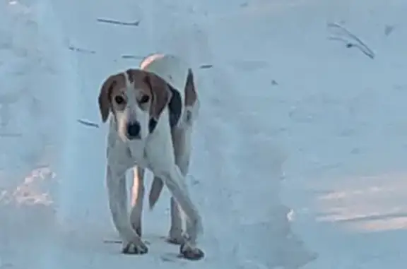 Найдена собака на Ботайской улице в районе Кривозерья