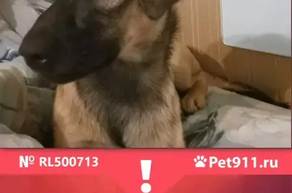 Собаки потеряшки, Санкт-Петербург, фото: Потеряшка собака Астра, Щенок, 5 мес., Софийская ул., 25