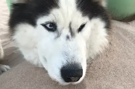 Собаки потеряшки, Санкт-Петербург, фото: Потеряшка Хаски с розовым ошейником в Юкковском поселении