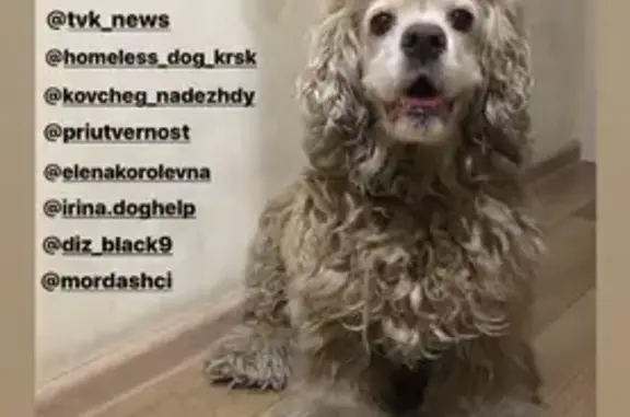 Собаки потеряшки, Красноярск, фото: Потеряшка собака Сидни на ул. Железнодорожников, 20, Красноярск