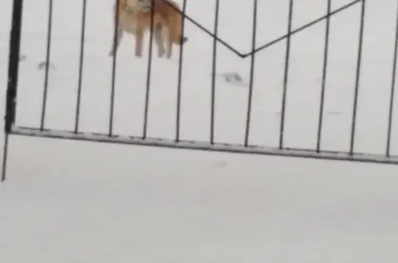 Найдена рыжая собака в Дмитрове на Вокзальной улице