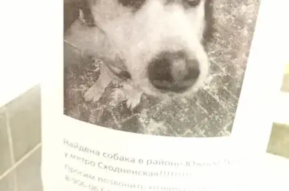 Потерянная собака в Южном Тушино, Москва