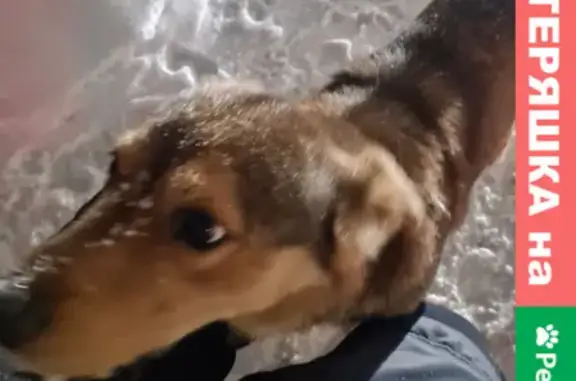 Найдена собака на улице Свободы, 23 в Ярославле