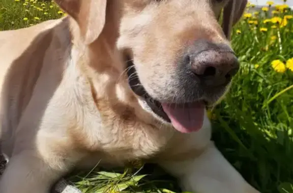 Собаки потеряшки, Красноярск, фото: Потеряшка собака Арчи в лесу студгородка